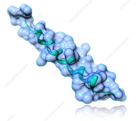 Glucagon Molecular Model - Stock Image - F031/5908 - Science Photo Library