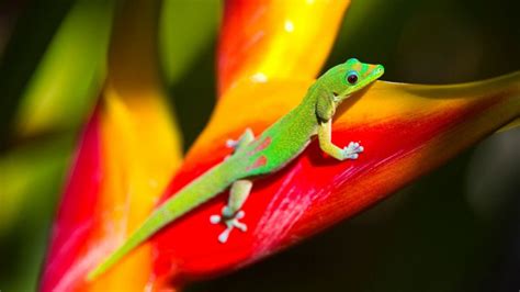 Sticky Gecko Feet May Hold Tricks for Human Bone Replacements