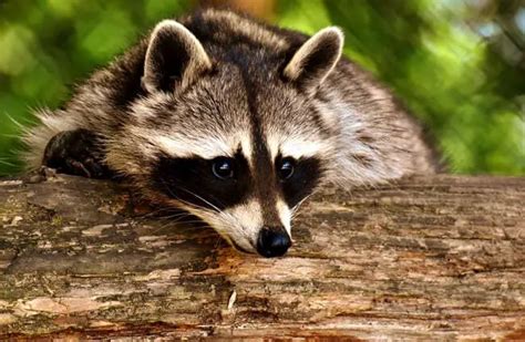 Raccoon - Description, Habitat, Image, Diet, and Interesting Facts