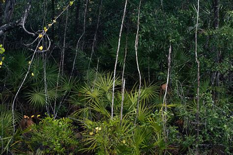 "Forest Florida Nature Landscape" by Stocksy Contributor "Maryanne ...