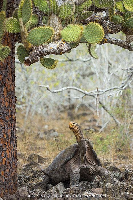 Saddleback Galapagos Tortoise stock photo - Minden Pictures