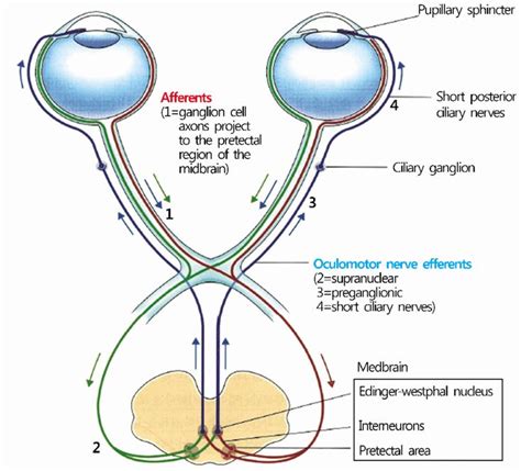 Pin by pedro martin on Fisiología cerebral y audición in 2023 ...