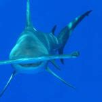 Facts about hammerhead sharks