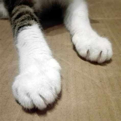 Cat Paws And Claws Full Front View, This Is My Life Meow! : thumbcats