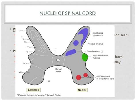 Anterior Horn Of Spinal Cord - cloudshareinfo