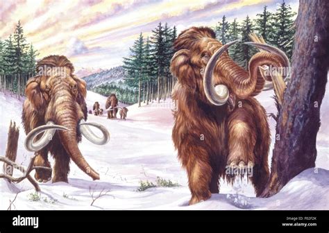 Pliocene hi-res stock photography and images - Alamy