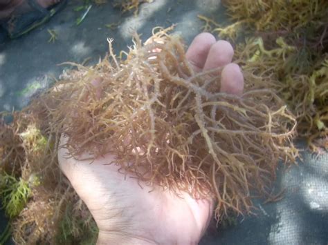 Dried Eucheuma Spinosum Seaweed High Quality - Buy Eucheuma Cottonii,Eucheuma Spinosum,Seaweed ...