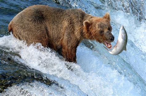 Bear Eating Salmon | ubicaciondepersonas.cdmx.gob.mx