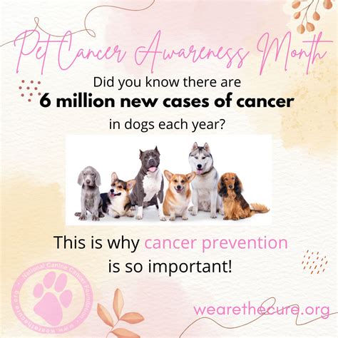 Dog Cancer Prevention | The National Canine Cancer Foundation