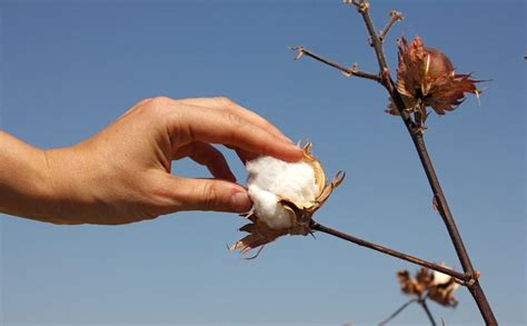 Cotton Harvest Time: Learn When To Harvest Cotton Grown At Home