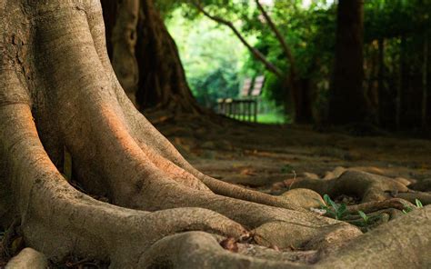 Tree Roots Wallpapers - Top Free Tree Roots Backgrounds - WallpaperAccess