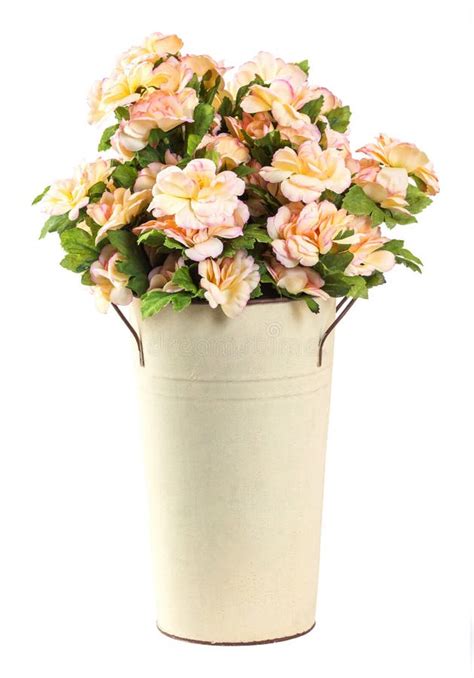 Bouquet of Jasmine flower stock image. Image of gift - 32036069