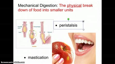 Copy Of Digestion: Mechanical And Chemical - Lessons - Blendspace