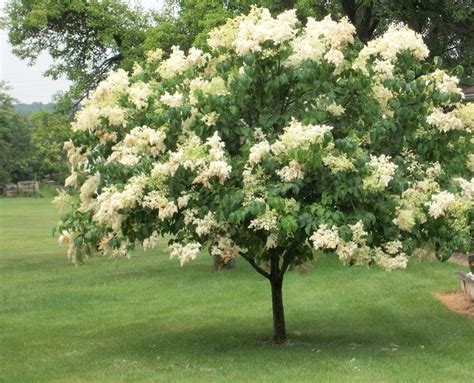 13 best Zone 6 Trees images on Pinterest | Shrub, Shrubs and Deciduous trees