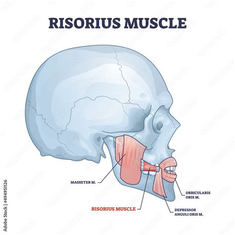 Risorius muscle as human facial expression muscular system outline diagram. Labeled educational ...