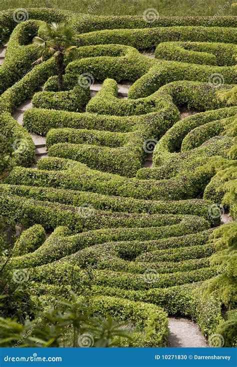 The Maze stock photo. Image of plants, shrubs, exploration - 10271830