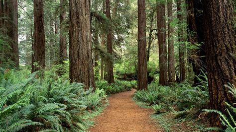 Redwood Forest Wallpapers - Wallpaper Cave