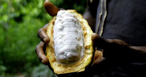 Ivory Coast and Ghana note progress in making buyers pay cocoa premiums – Africa Global Village