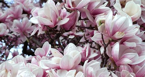 Louisiana State Flower Magnolia Facts | Best Flower Site