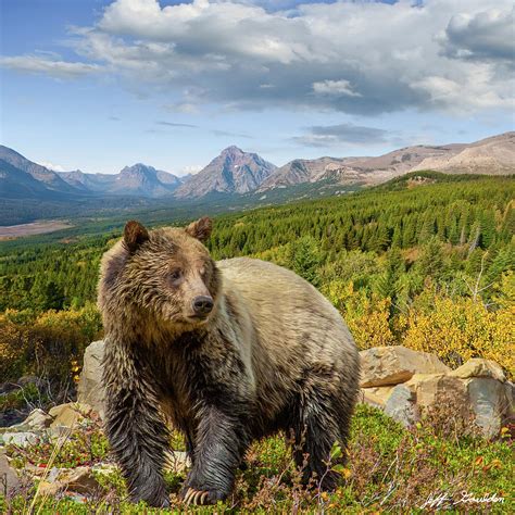 Grizzly Bear in Glacier National Park Photograph by Jeff Goulden