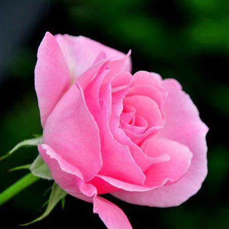 25 Most Beautiful Pink Roses Varieties In The World | Beautiful pink roses, Pink rose pictures ...