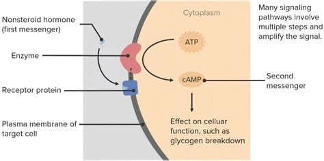 Second Messenger Systems - Receptor Tyrosine Kinase Pathways