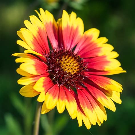 Gaillardia Aristata Arizona Sun | Easy To Grow Bulbs