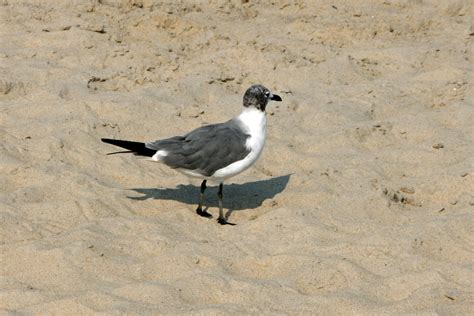 Non-breeding adult Laughing gull (Leucophaeus atricilla), … | Flickr