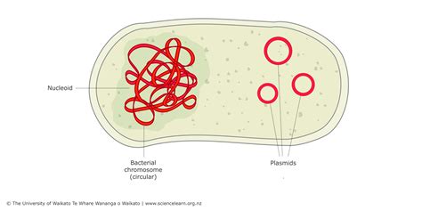 Bacterial DNA – the role of plasmids — Science Learning Hub