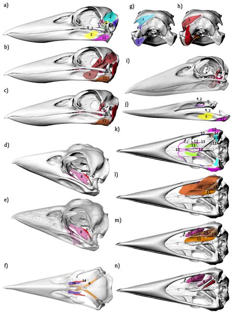 An interactive three dimensional approach to anatomical description—the jaw musculature of the ...