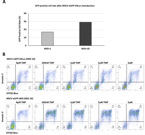 Figure S2 Optimization of lentivirus transduction MOI and TMP dosage.... | Download Scientific ...