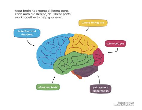 Visuals for Talking About the Brain | Dr. Liz Angoff