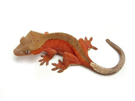 Red Bi-Color | The Urban Gecko | Crested gecko