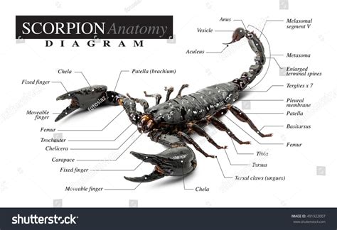 134 Scorpion diagram Images, Stock Photos & Vectors | Shutterstock