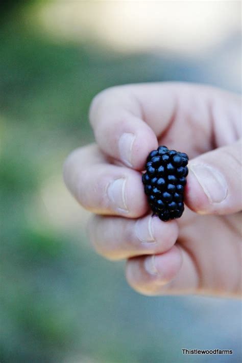 Blackberry Picking - Thistlewood Farm