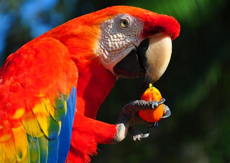 Scarlet Macaw Facts, Care as Pets, Housing, Feeding, Pictures