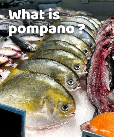 What is Pompano ? The world's most edible fish - Yummy Kitchen