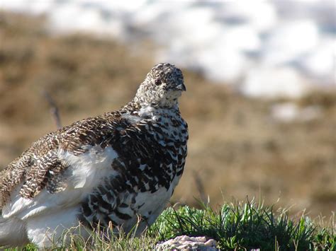 White-tailed Ptarmigan in Summer Plumage | Male and female w… | Flickr