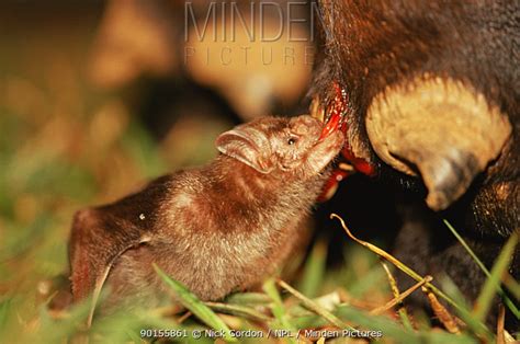 Minden Pictures - Common vampire bat (Desmodus rotundus) feeding on mammalian blood, Amazonia ...