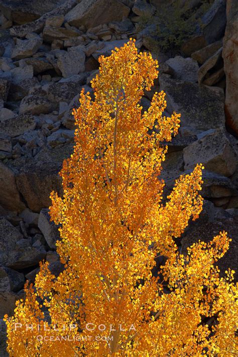 Quaking Aspen Photo, Stock Photograph of a Quaking Aspen, Populus ...