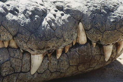 Nile Crocodile Teeth Photograph by Karl H. Switak - Pixels