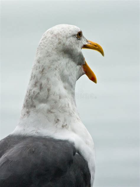 Funny Seagull Stock Images - Download 1,139 Royalty Free Photos