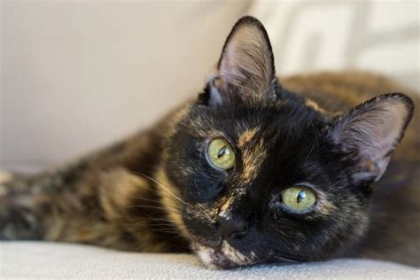 Cat Dementia: Signs, Causes and Treatment | Great Pet Care