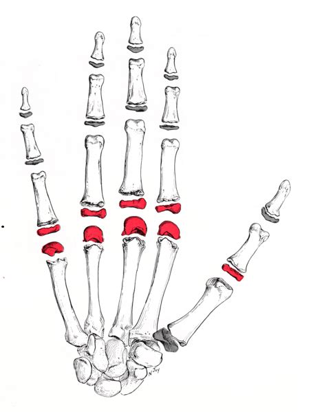 Joints of the Upper Limb - TeachMeAnatomy