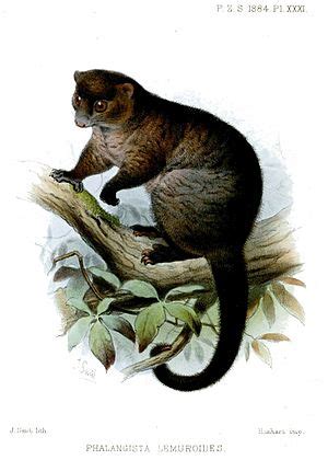 Lemuroid ringtail possum Facts for Kids