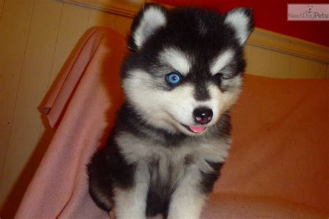 Arya: Alaskan Klee Kai puppy for sale near Asheville, North Carolina. | aadbdd8d-a281