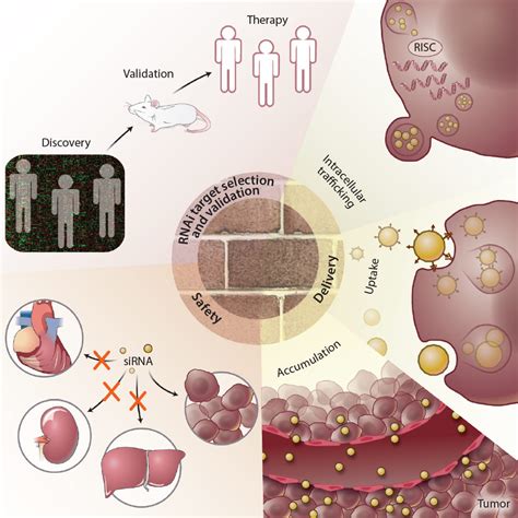 RNAi Therapies: Drugging the Undruggable | Science Translational Medicine