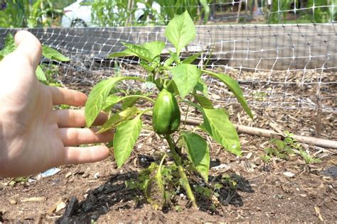 Want Bigger Peppers? Learn Why Your Bell Peppers Are Small