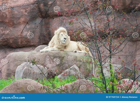 White lion in wildlife stock photo. Image of lion, beautiful - 97769724