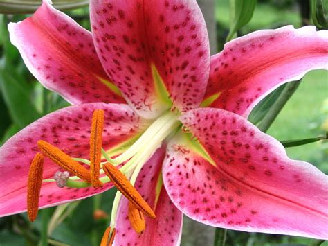 How to Plant and Grow Oriental Lilies - Dengarden